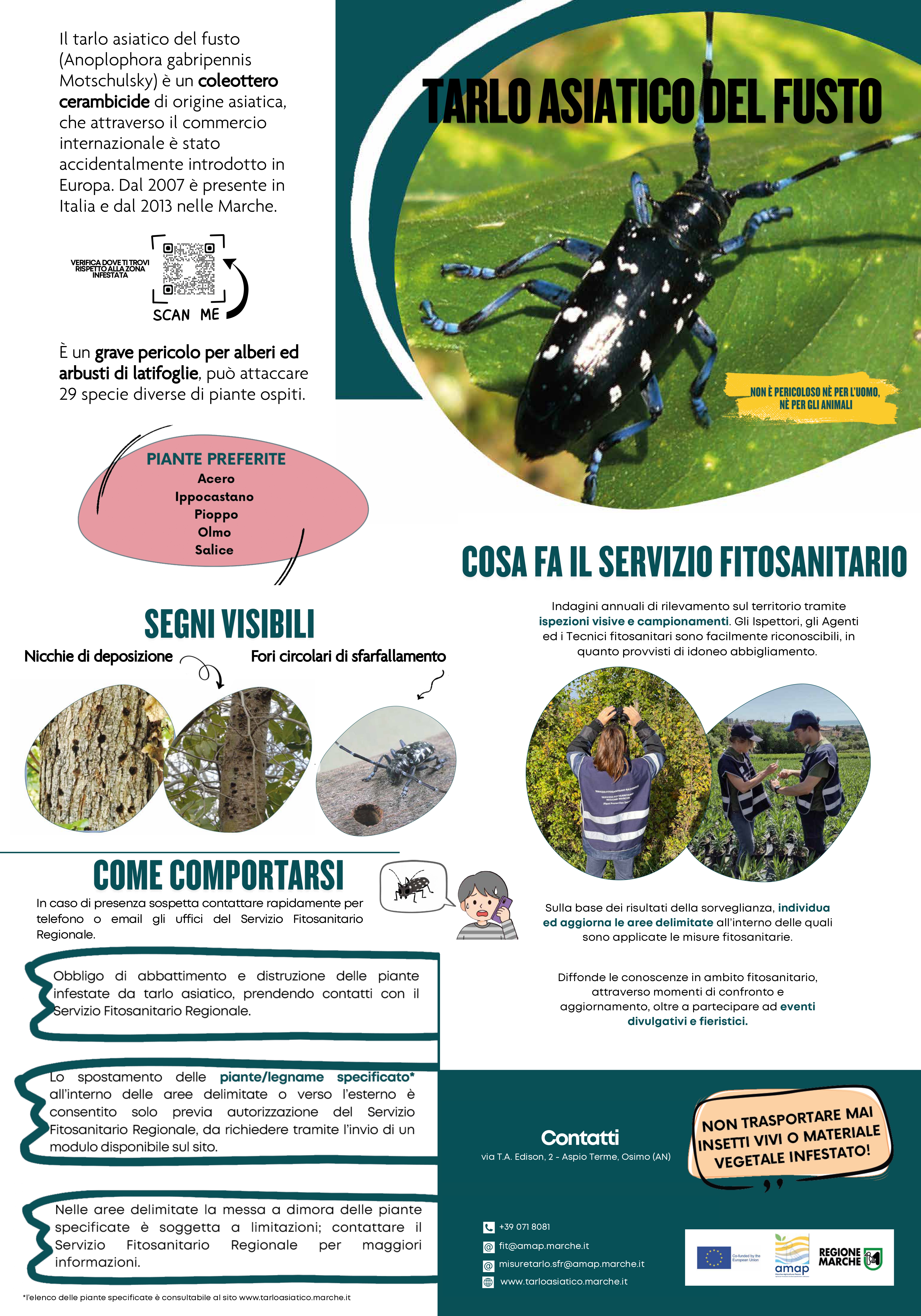 EMERGENZA TARLO ASIATICO DEL FUSTO